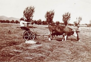 Germain Veyre sur la faucheuse en juin 1921